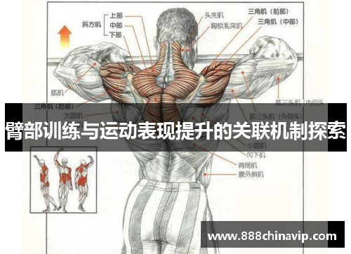 臂部训练与运动表现提升的关联机制探索